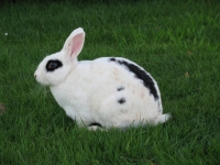 Вопросы о кроликах