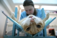 Кастрация котов и стерилизация кошек